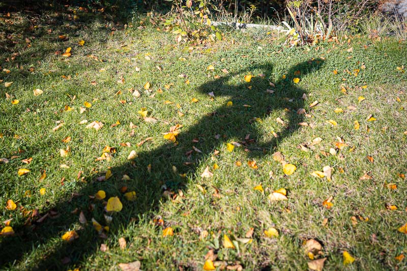 A shadow of a person with arms raised on a grassy field, covered with green grass and scattered yellow autumn leaves.